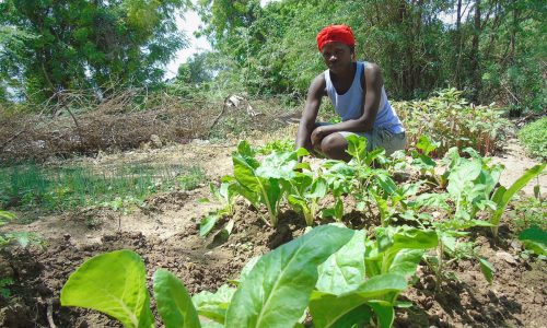 Acompañando a Haití: Acciones en 2018