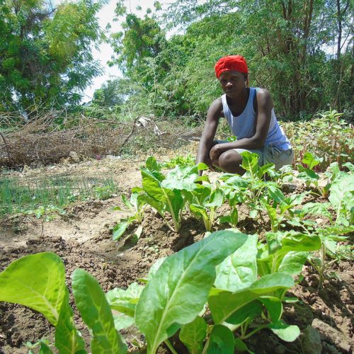 Acompañando a Haití: Acciones en 2018