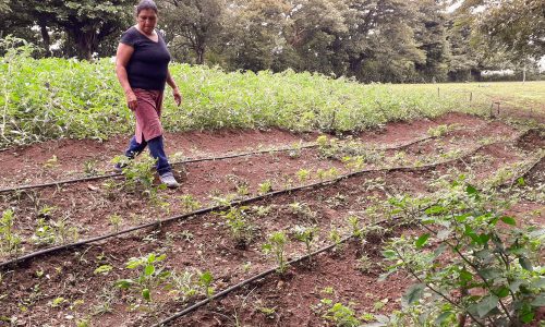 Oportunidades para mejorar la cosecha y los medios de vida en Nicaragua