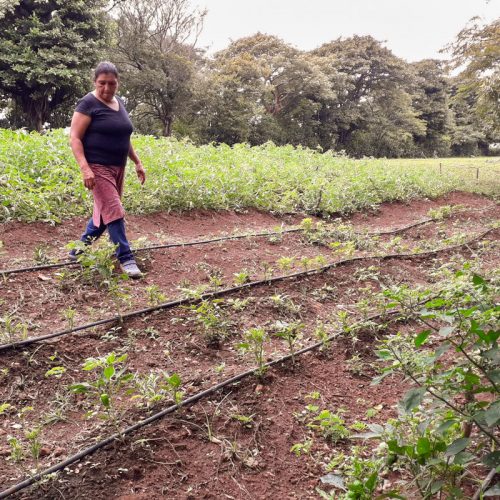 Oportunidades para mejorar la cosecha y los medios de vida en Nicaragua