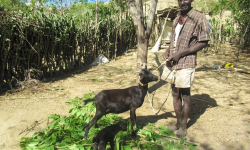 Comunidades en Haití se capacitan en producción animal